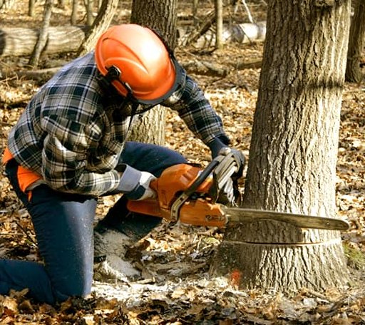 Tree Removal in Pool, WV